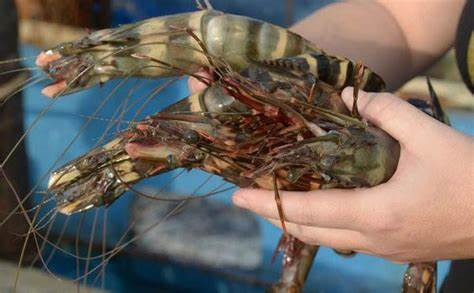 shrimp1